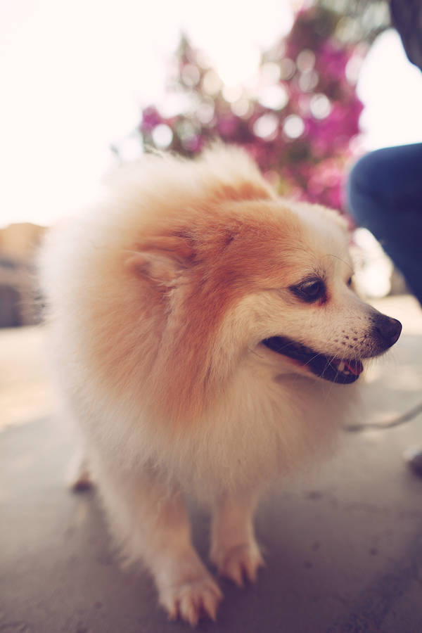 Cute Pomeranian Mix Wallpaper