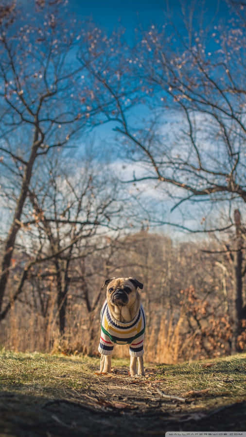 Cute Pup Pug Ready For Cuddles Wallpaper