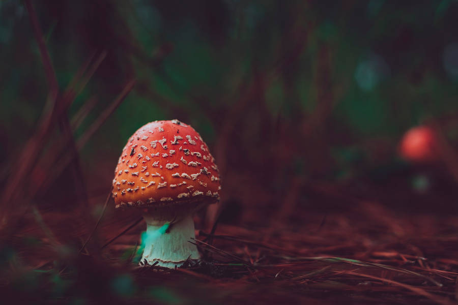 Cute Red Mushroom In Dark Forest Wallpaper