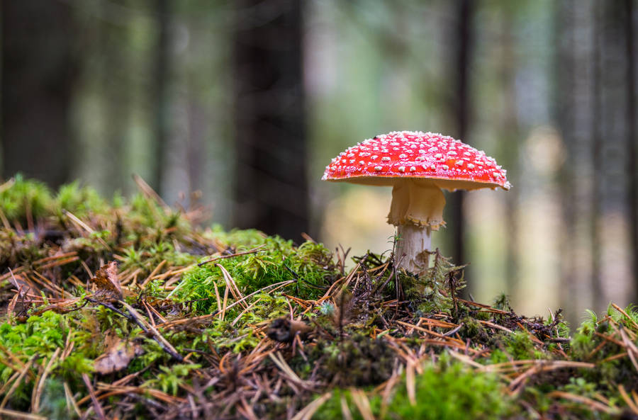 Cute Red Mushroom In Forest Wallpaper