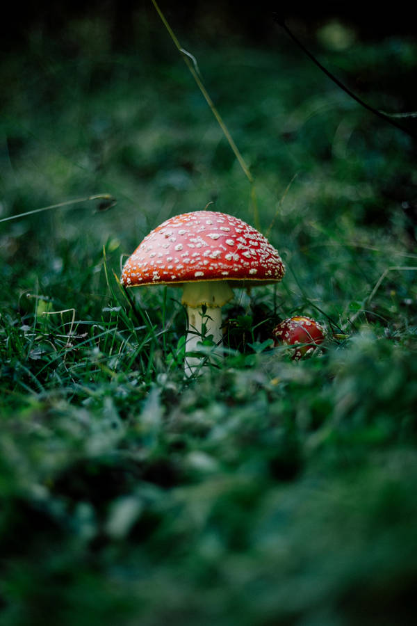 Cute Red Mushrooms On Lush Grass Wallpaper