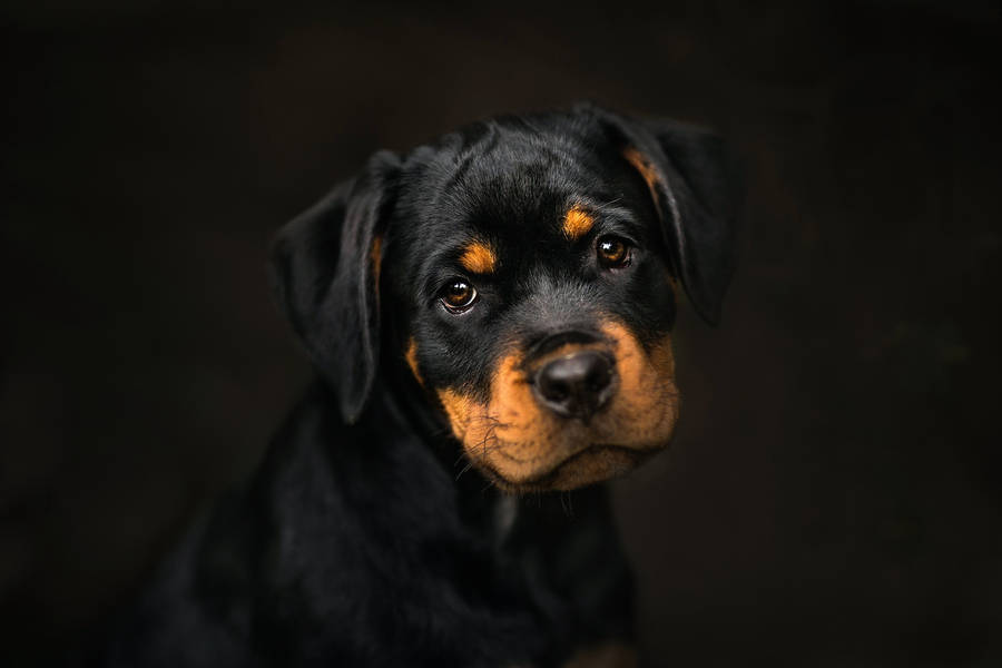 Cute Rottweiler Puppy Wallpaper