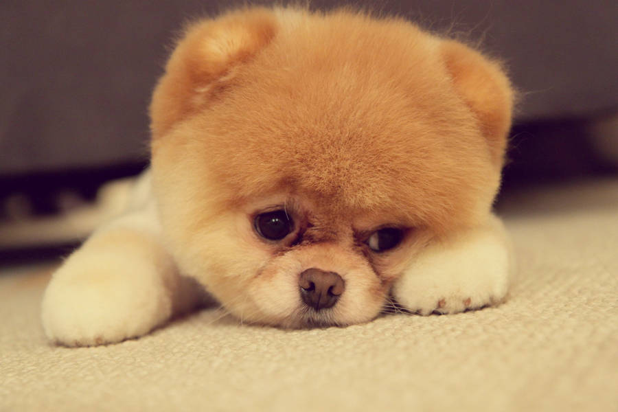 Cute Sad Pomeranian Puppy Wallpaper