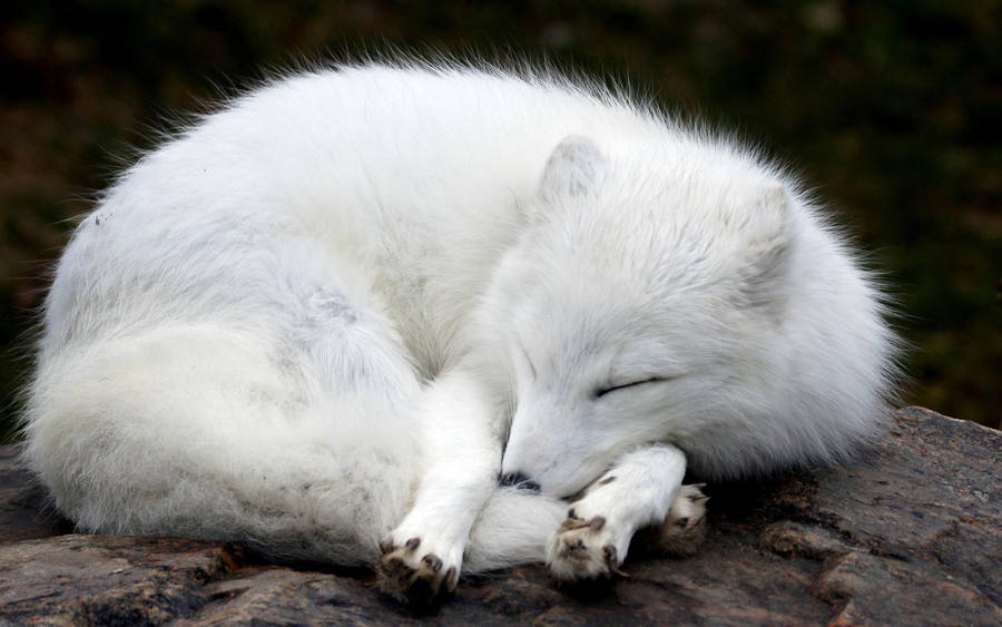 Cute Sleeping White Fox Wallpaper