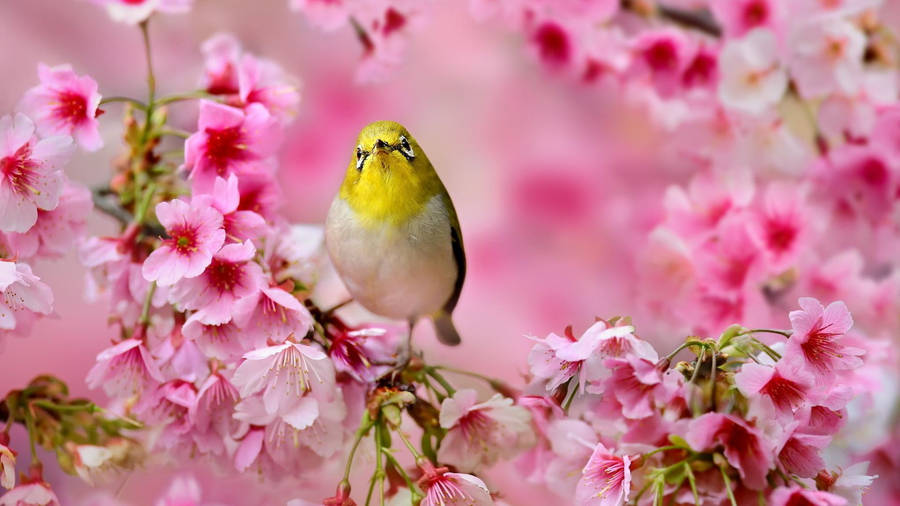 Cute Spring Bird Wallpaper