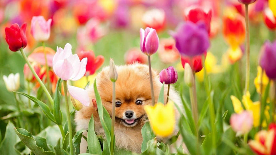 Cute Spring Pomeranian Dog Wallpaper