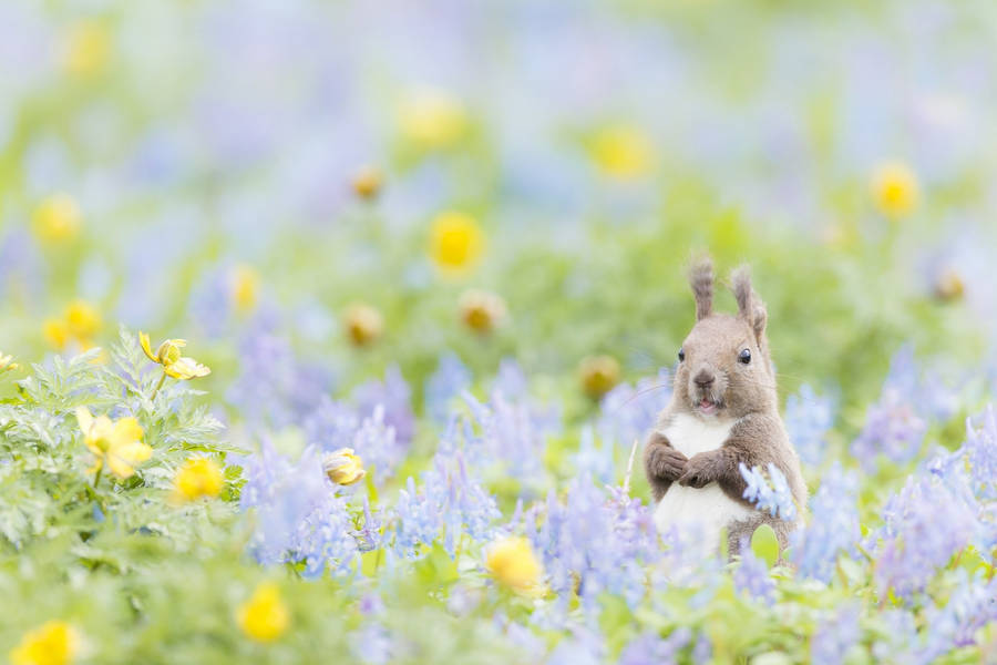 Cute Spring Red Squirrel Wallpaper