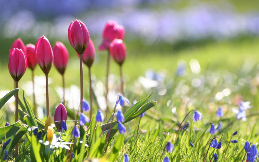 Cute Spring Tulips Wallpaper