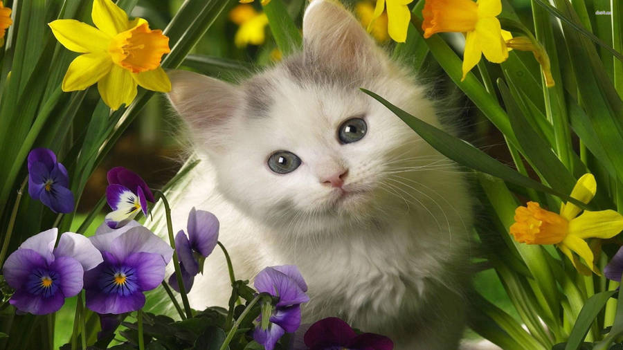 Cute Spring White Cat Wallpaper