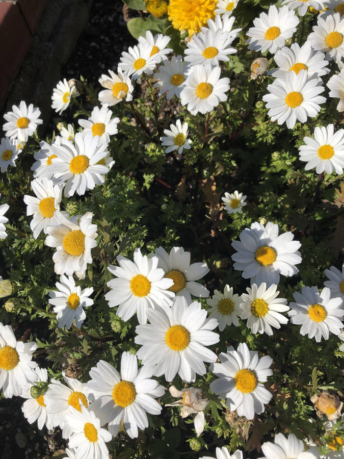 Cute Spring White Daisies Wallpaper