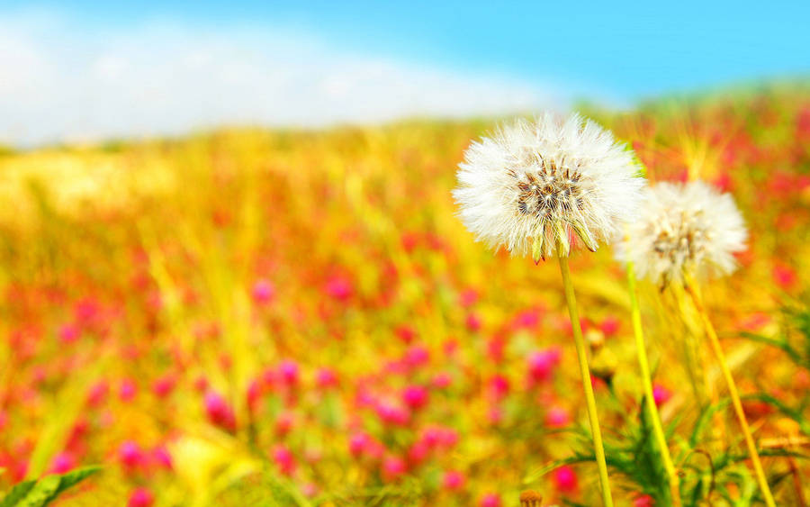 Cute Summer Pic Of Dandelions Wallpaper