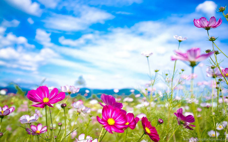 Cute Summer Pink Flower Scenery Wallpaper