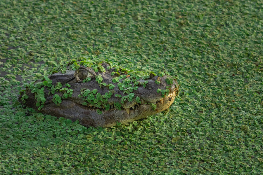 Cute Swamp Alligator Wallpaper