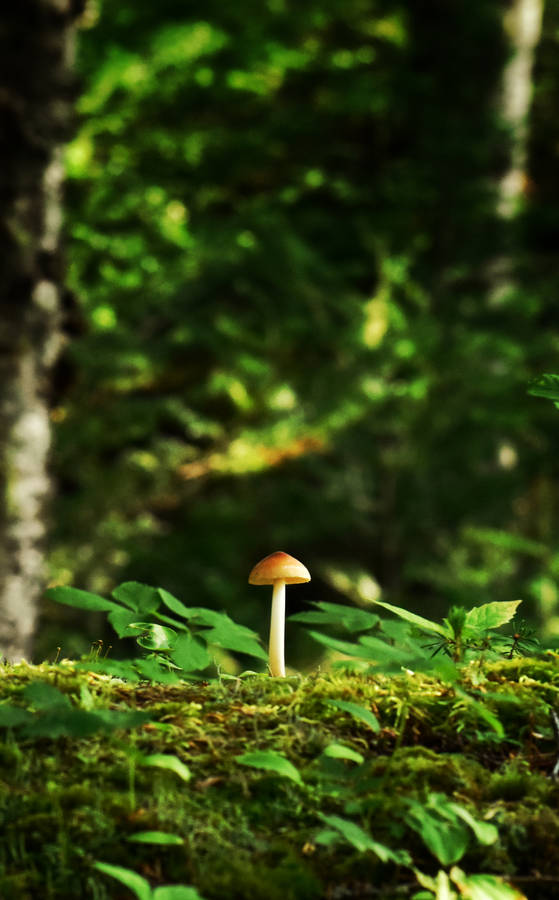 Cute Tiny Mushroom On Mossy Root Wallpaper