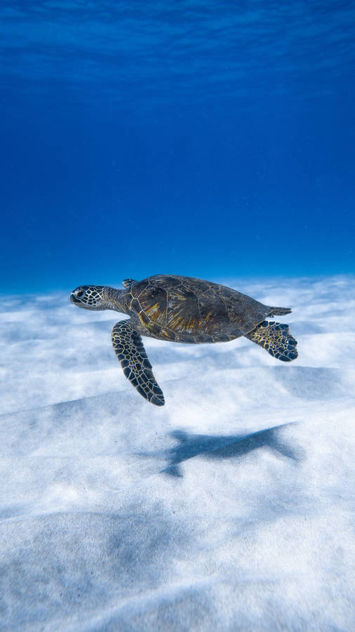 Cute Turtle Under Blue Ocean Wallpaper