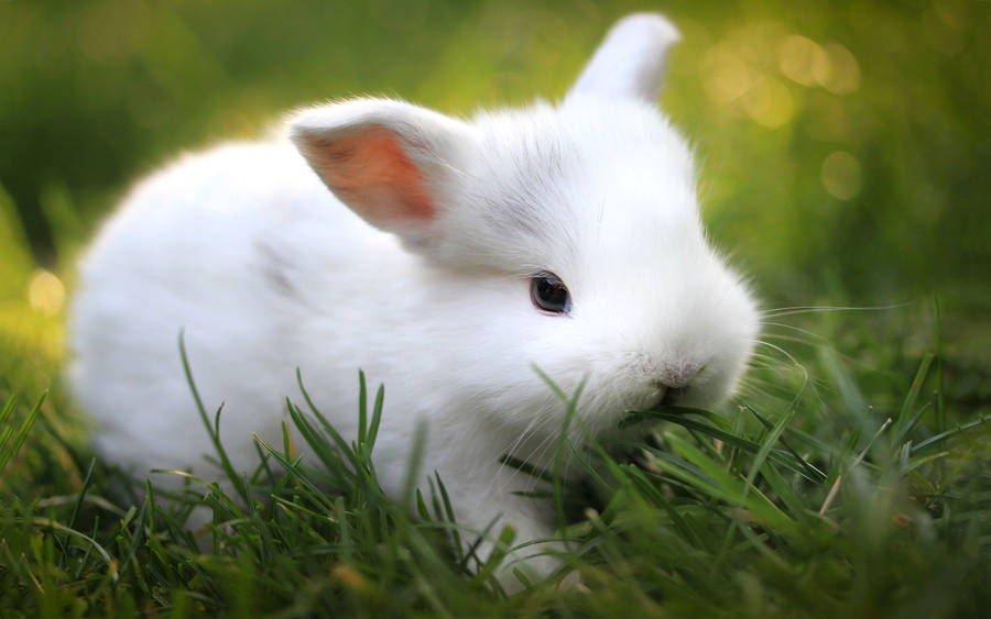 Cute White Dwarf Bunny Wallpaper