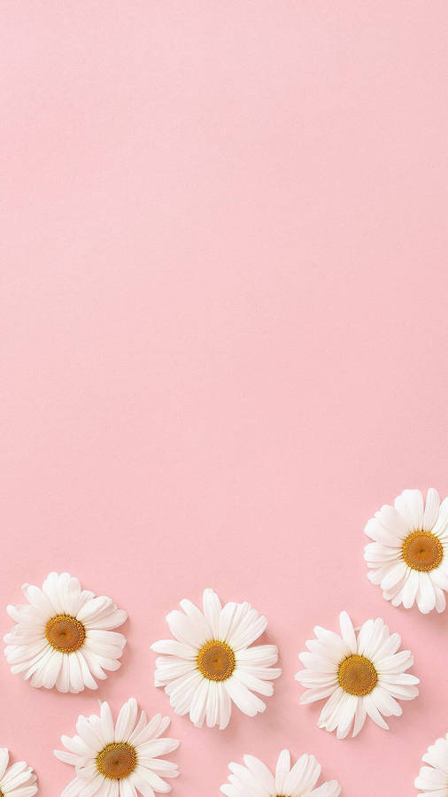 Cute White Flowers Aesthetic Wallpaper