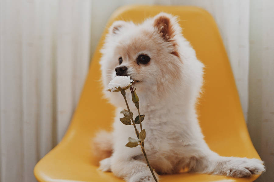 Cute White Pomeranian With Flower Wallpaper