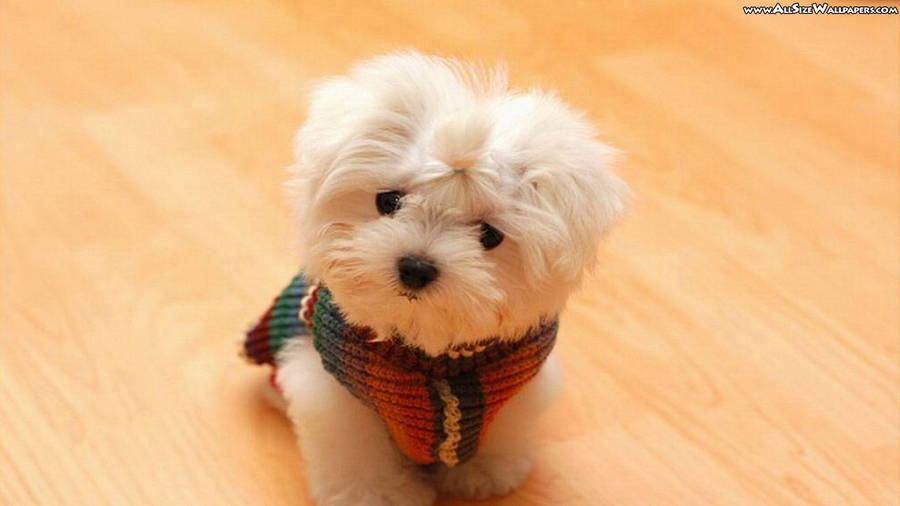 Cute White Puppy Small Eyes Wallpaper
