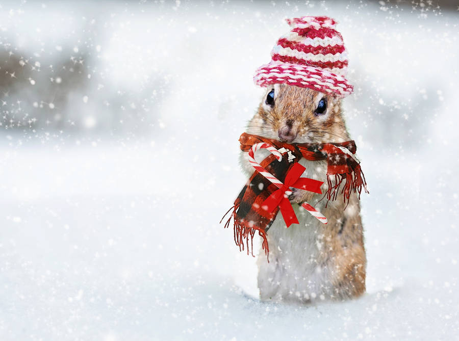 Cute Winter Chipmunk Wallpaper