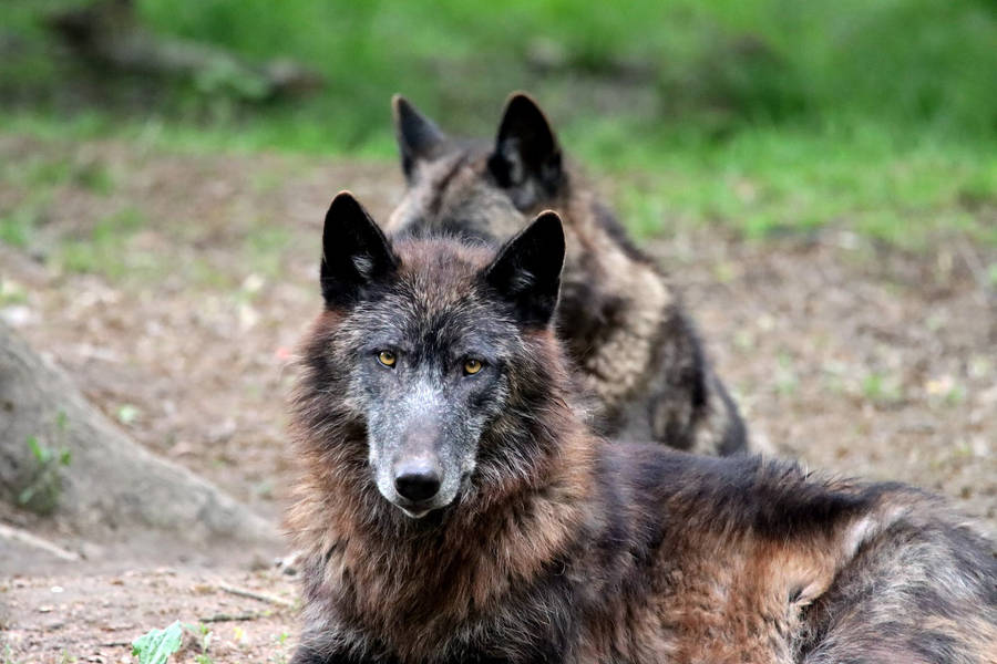 Cute Wolf Lying On The Ground Wallpaper