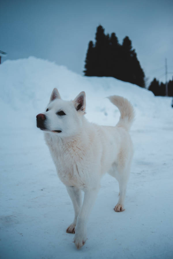 Cute Wolf On Snow Ground Wallpaper