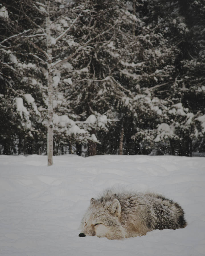 Cute Wolf Sleeping On Snow Wallpaper