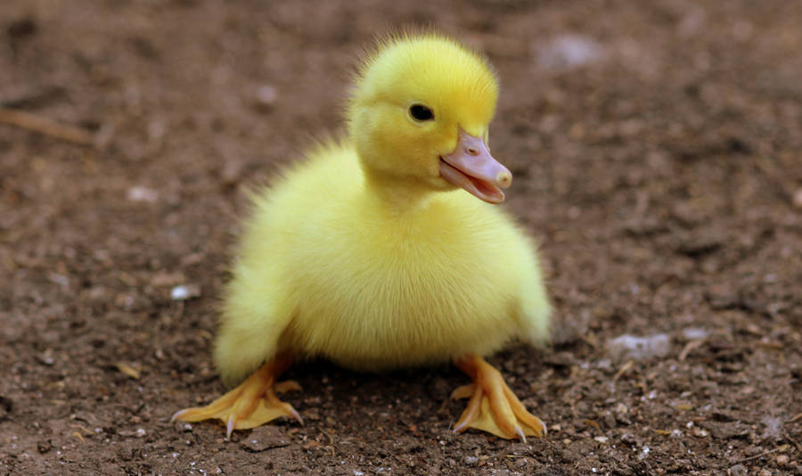 Cute Yellow Duckling Wallpaper