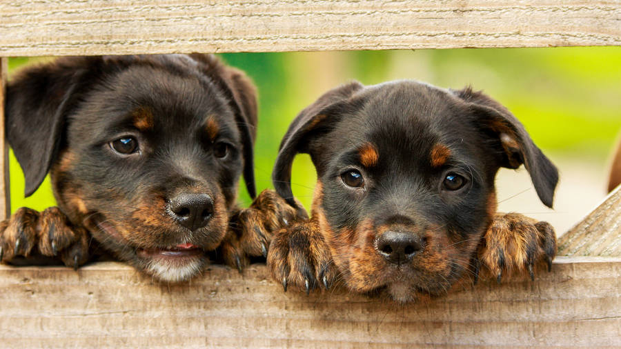 Cutesy Rottweiler Puppies Wallpaper