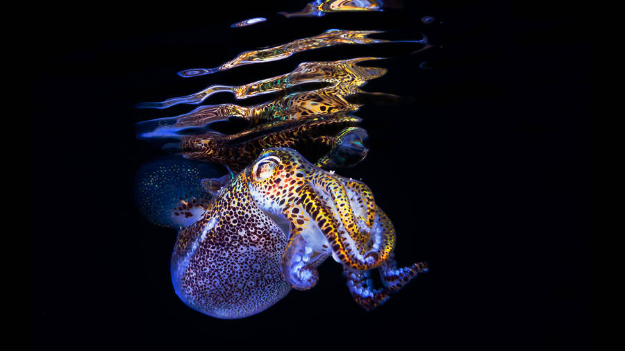 Cuttlefish Majestically Gliding Underneath The Ocean Surface Wallpaper