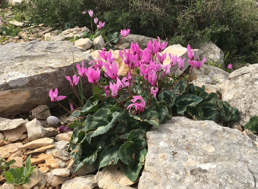 Cyclamen Repandum Species Wallpaper