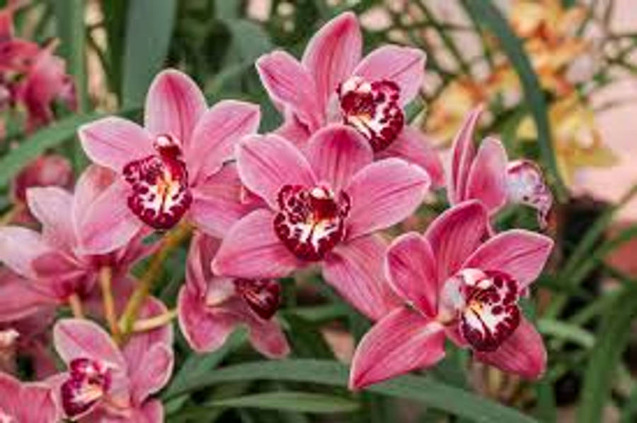 Cymbidium Boat Orchid Wallpaper