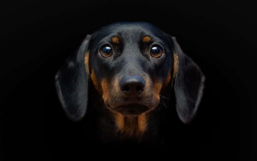 Dachshund Dog Black Wallpaper