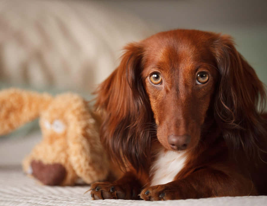 Dachshund Lying In Bed Wallpaper