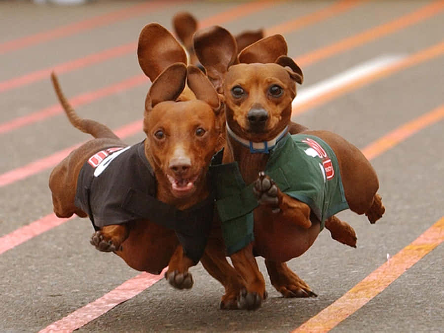 Dachshunds In Race Wallpaper