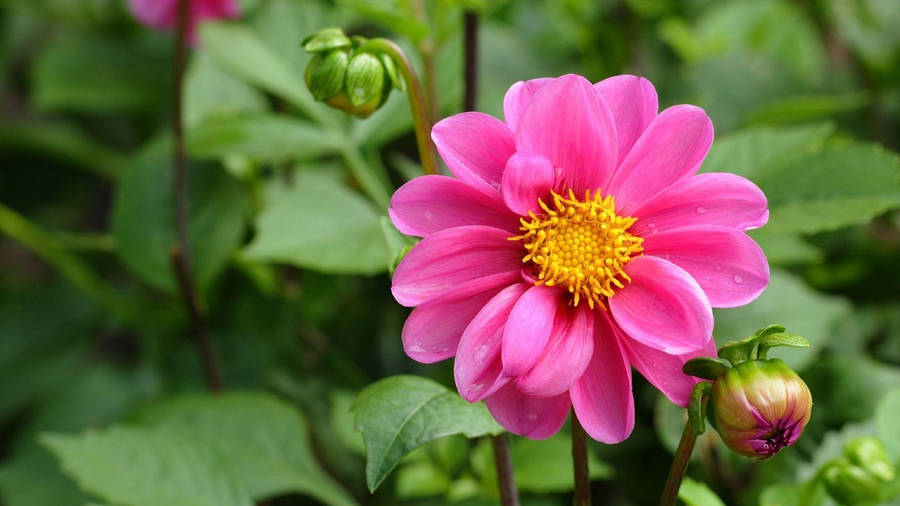 Dahlia Amazon Wallpaper