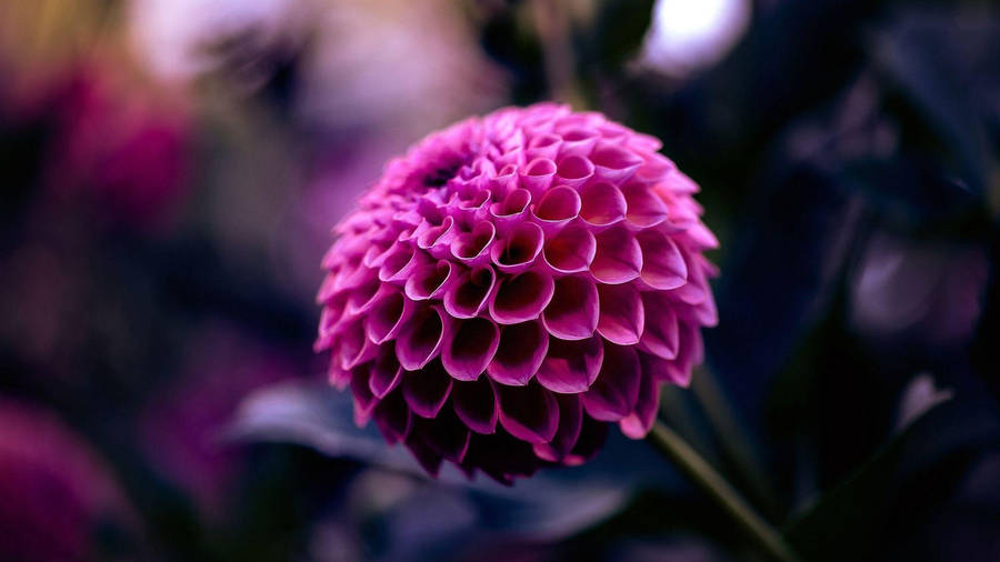 Dahlia Blyton Stella Wallpaper