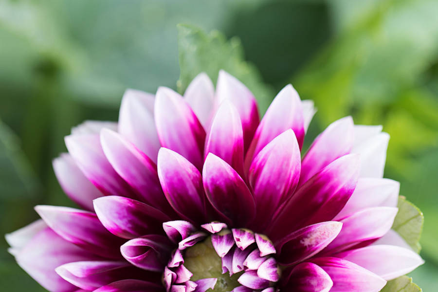 Dahlia Dalina Natural Flower Wallpaper