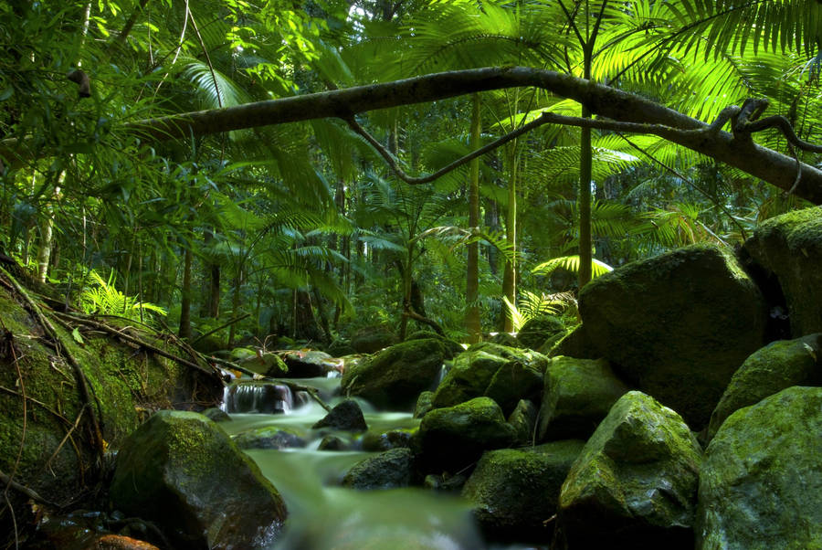 Daintree Rainforest Brook Wallpaper