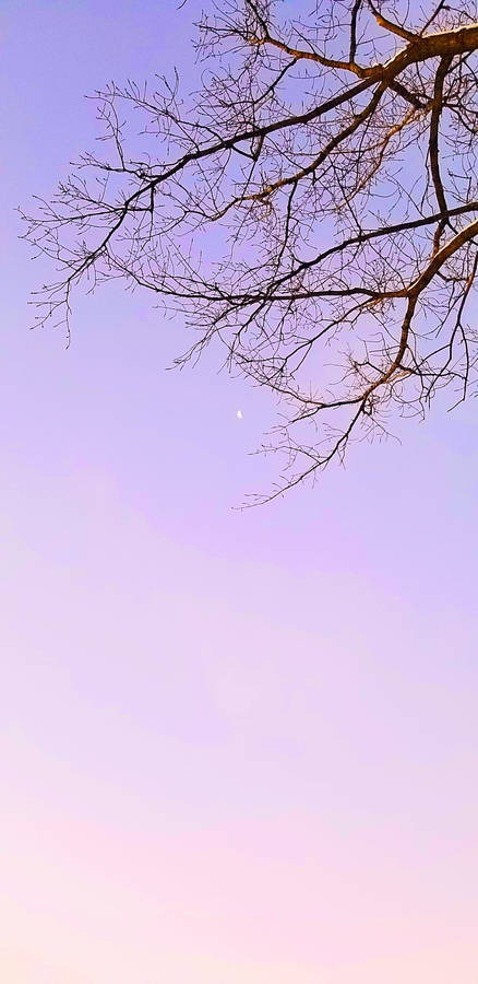 Dainty Luna Moon Pastel Aesthetic Wallpaper