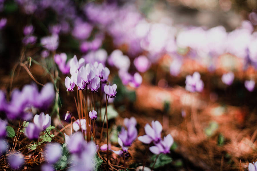 Dainty Wild Cyclamen Wallpaper