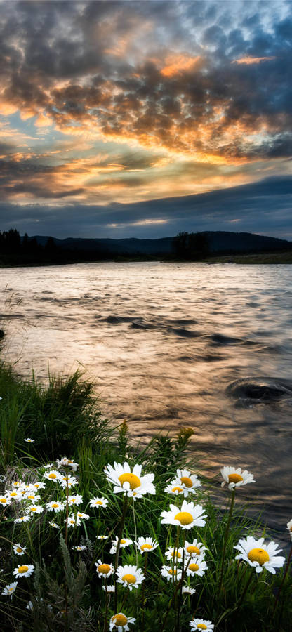 Daisies In The Lake Of Idaho Wallpaper