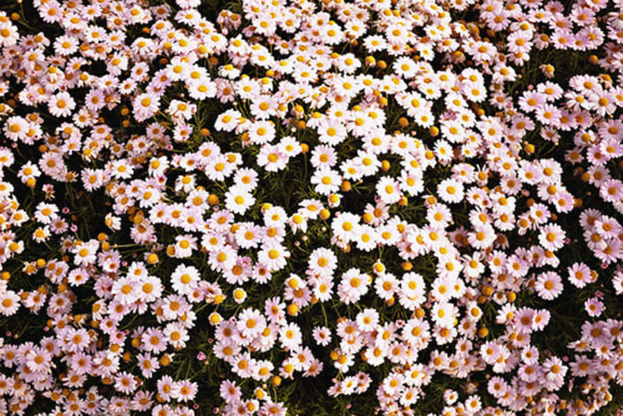 Daisies Laptop Disc Florets Wallpaper