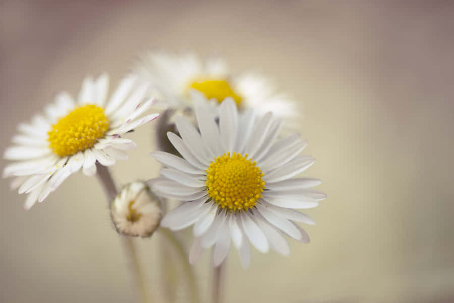 Daisies Laptop Yellow Bud Wallpaper