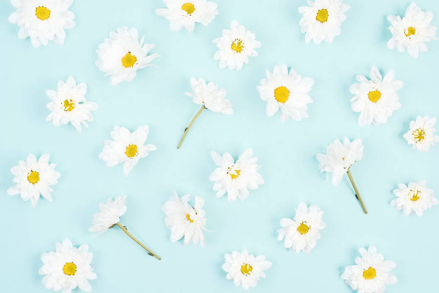 Daisy Aesthetic Light Blue Wallpaper