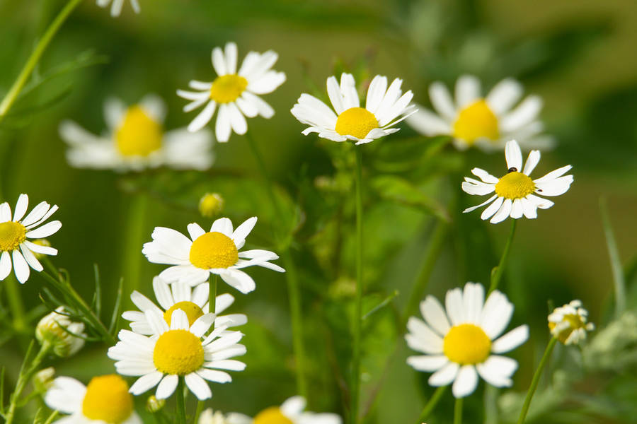 Daisy Field 4k Wallpaper