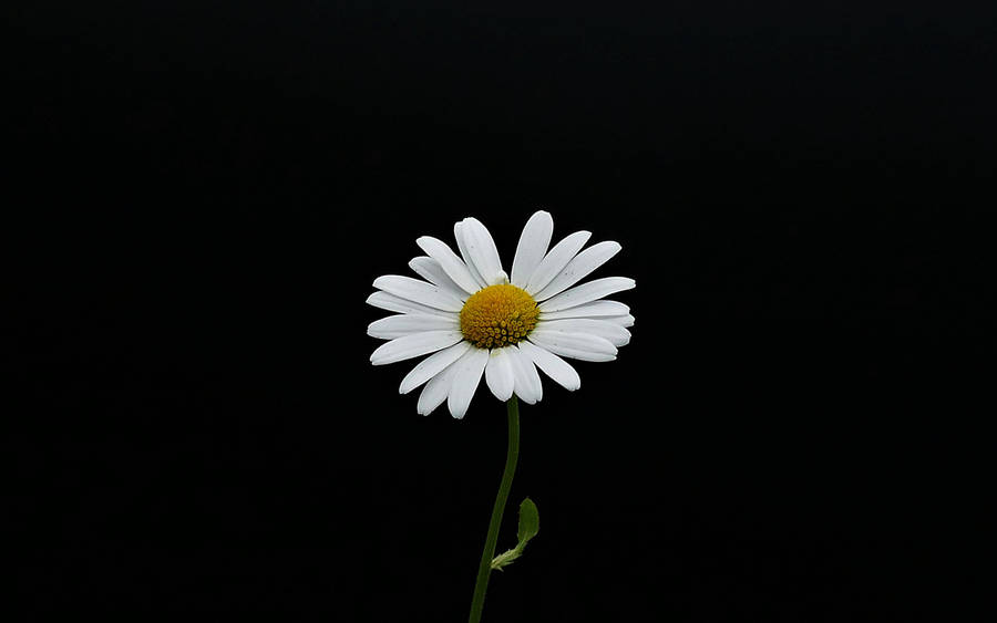 Daisy Flower 4k Wallpaper