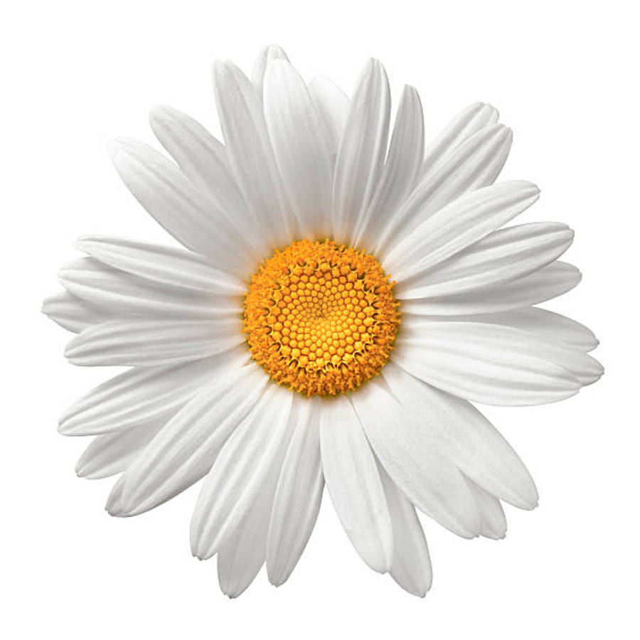 Daisy Flower 4k Wallpaper