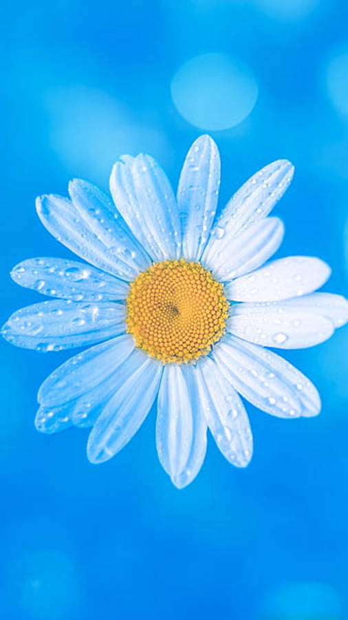 Daisy Flower In 4k Portrait Wallpaper