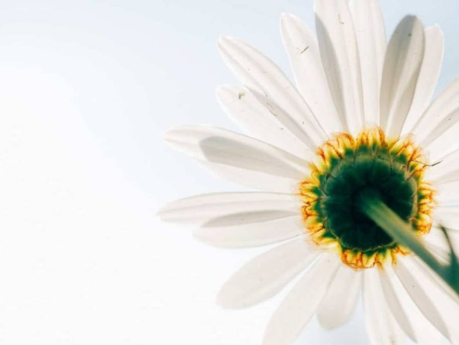 Daisy Flower In Clear Sky 4k Wallpaper